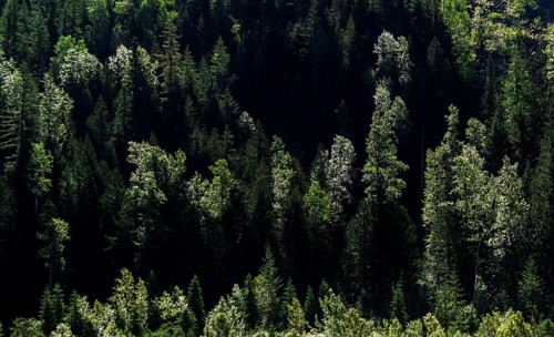 Dense green forest with sunlight highlighting patches of trees in Revelstoke, British Columbia,