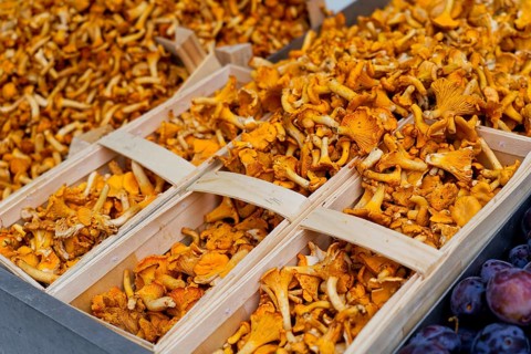 Farmers' market on Münsterplatz, stall, Ulm, Baden-Württemberg, Germany, Europe, Fresh chanterelles