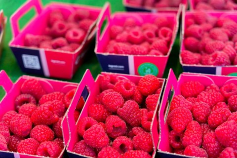 Farmer's market on Münsterplatz, Stall, Ulm, Baden-Württemberg, Germany, Europe, Fresh raspberries