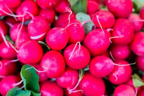 Farmers' market on Münsterplatz, Stall, Ulm, Baden-Württemberg, Germany, Europe, Fresh red radishes