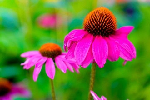Farmer's market on the Münsterplatz, stall, Ulm, Baden-Württemberg, Germany, Europe, Pink echinacea