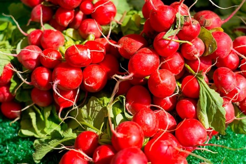 Farmer's market on the Münsterplatz, stall, Ulm, Baden-Württemberg, Germany, Europe, bundle of red,