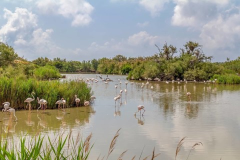 Riparian scenery including some flamingos around the Regional Nature Park of the Camargue in