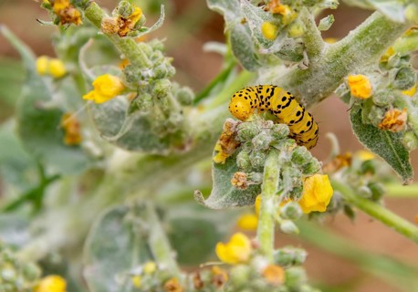Caterpillar of a Mullein moth butterfly seen in Southern France
