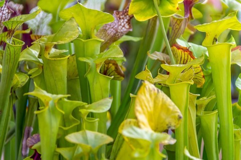 Carnivorous pitcher plants in sunny ambiance