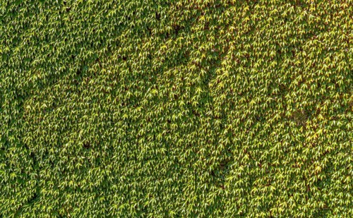 Full frame sunny illuminated ivy leaves background