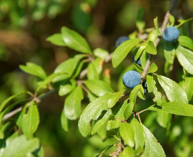 Sunny detail of a blackthorn plant with blue berries in natural ambiance