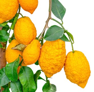 Some yellow lemon fruits hanging on a lemon plant in white back