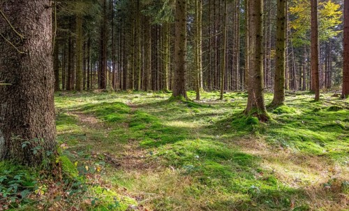 Idyllic forest scenery at summer time seen in southern Germany