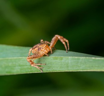 Common crab spider lurking on a grass stipe