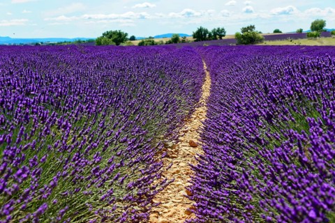 A narrow path through a large lavender field under a cloudy sky, Provence, Département