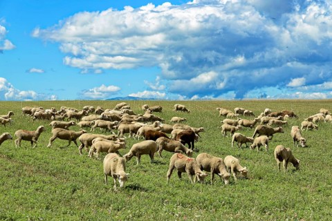 Group of sheep grazing on a green pasture under a dramatic sky, Provence, Département