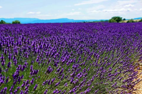 Wide lavender field under a blue sky with mountains in the background, Provence, Département