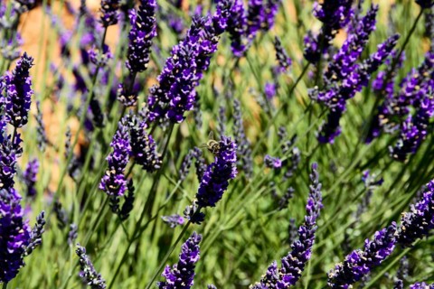 Lavender flowers with a bee, focussed close-up, Provence, Département Alpes-de-Haute-Provence,