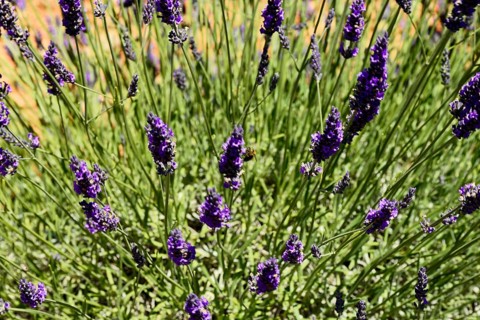 Close-up of blooming lavender with bees in action, Provence, Département Alpes-de-Haute-Provence,