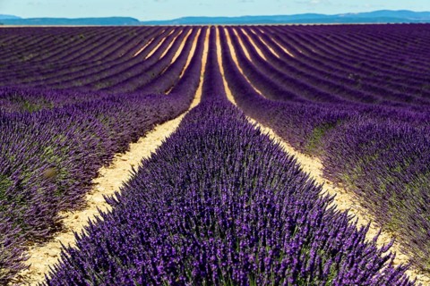 Rows of blooming lavender under a bright blue sky, Blooming lavender field (Lavandula