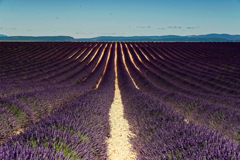 Wide lavender fields under a blue sky with a distant mountain backdrop, Provence, Département