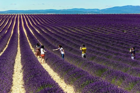 Rows of blooming lavender under a bright blue sky, Blooming lavender field (Lavandula