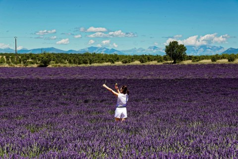 Rows of blooming lavender under a bright blue sky, Blooming lavender field (Lavandula