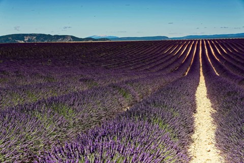 Rows of blooming lavender under a bright blue sky, Blooming lavender field (Lavandula