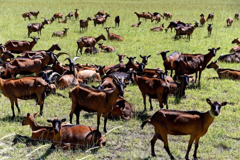 Large herd of goats on a green pasture under a sunny sky, Provence, Département