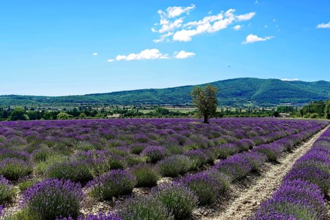 Rows of blooming lavender under a bright blue sky, Blooming lavender field (Lavandula