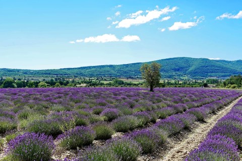 Rows of blooming lavender under a bright blue sky, Blooming lavender field (Lavandula