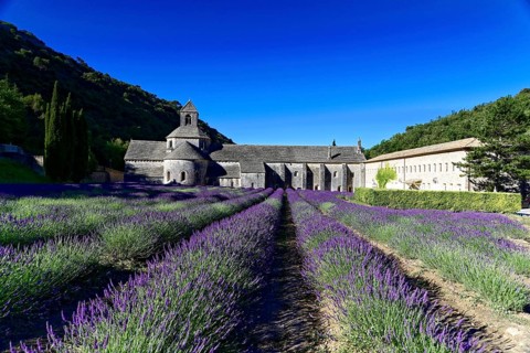 Picturesque monastery with a rich carpet of lavender flowers under a clear blue sky, Cistercian