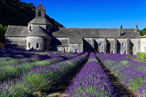 Picturesque monastery with a rich carpet of lavender flowers under a clear blue sky, Cistercian