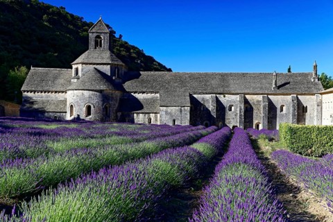 Picturesque monastery with a rich carpet of lavender flowers under a clear blue sky, Cistercian