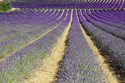 Rows of flowering lavender under a bright blue sky, Flowering lavender field (Lavandula