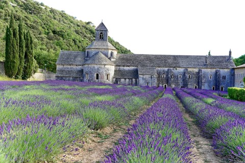 Picturesque monastery with a rich carpet of lavender flowers under a clear blue sky, Cistercian