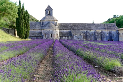 Picturesque monastery with a rich carpet of lavender flowers under a clear blue sky, Cistercian