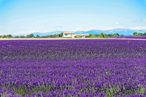 Rows of blooming lavender under a bright blue sky, Blooming lavender field (Lavandula