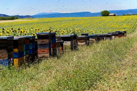 Beehives on a green meadow next to a sunflower field under a blue sky, Provence, Département