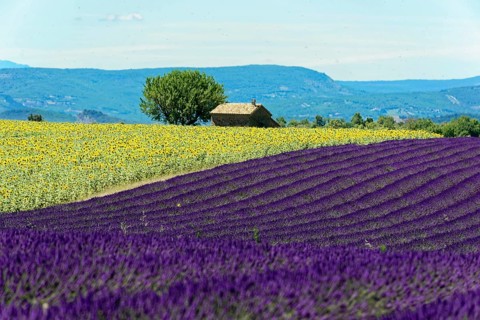 Rows of blooming lavender under a bright blue sky, Blooming lavender field (Lavandula
