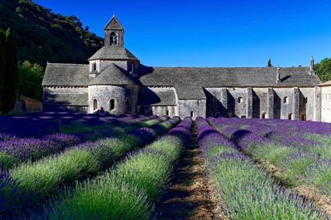 Picturesque monastery with a rich carpet of lavender flowers under a clear blue sky, Cistercian