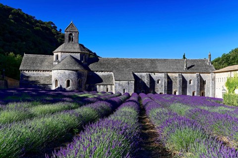Picturesque monastery with a rich carpet of lavender flowers under a clear blue sky, Cistercian