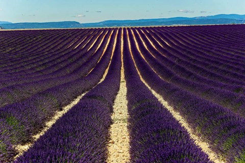 Rows of blooming lavender under a bright blue sky, Blooming lavender field (Lavandula
