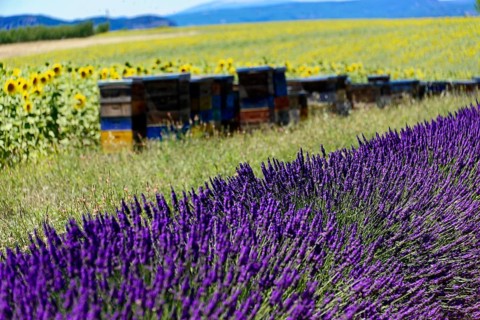 Lush lavender fields next to colourful beehives and bright sunflowers, Provence, Département