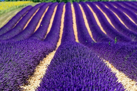 Rows of flowering lavender under a bright blue sky, Flowering lavender field (Lavandula