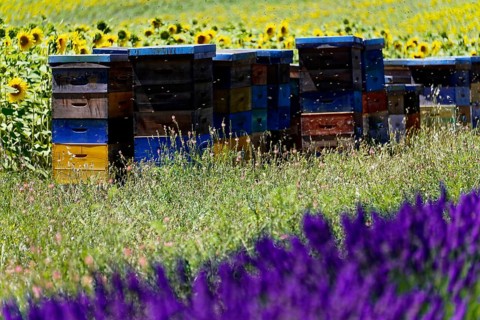 Beehives next to lavender and sunflowers, a living natural landscape, Provence, Département