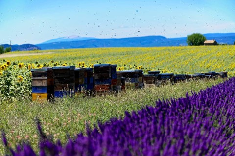 Lavender field in front of beehives and sunflowers, embedded in a mountain landscape, Provence,