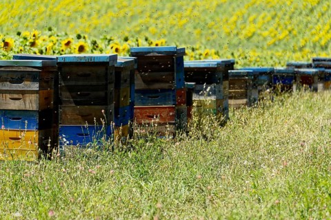 Beehives in a meadow with sunflowers in the background and flying bees, Provence, Département