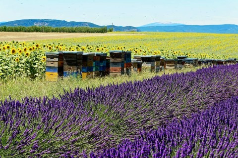 Beehives between lavender and sunflower fields in a summer setting, Provence, Département