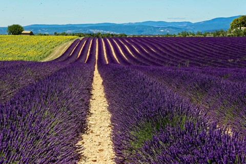 Purple lavender fields in a natural setting with hills and sky, Provence, Département
