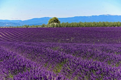 Rows of blooming lavender under a bright blue sky, Blooming lavender field (Lavandula