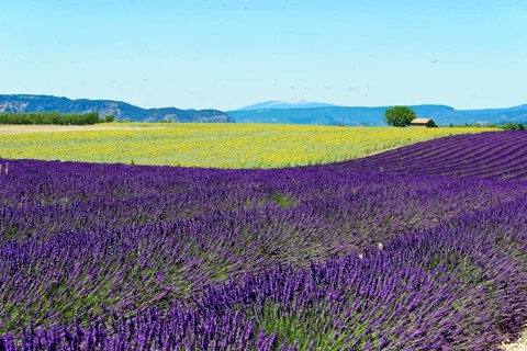 Rows of blooming lavender under a bright blue sky, Blooming lavender field (Lavandula