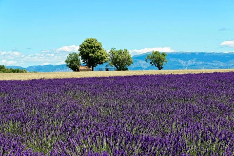 Rows of blooming lavender under a bright blue sky, Blooming lavender field (Lavandula