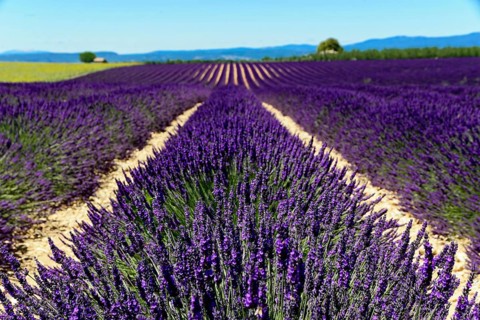Rows of blooming lavender under a bright blue sky, Blooming lavender field (Lavandula